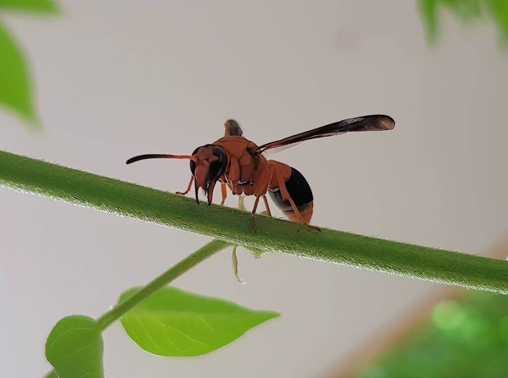 Mud Wasp (Abispa ephippium), Alice Springs, NT