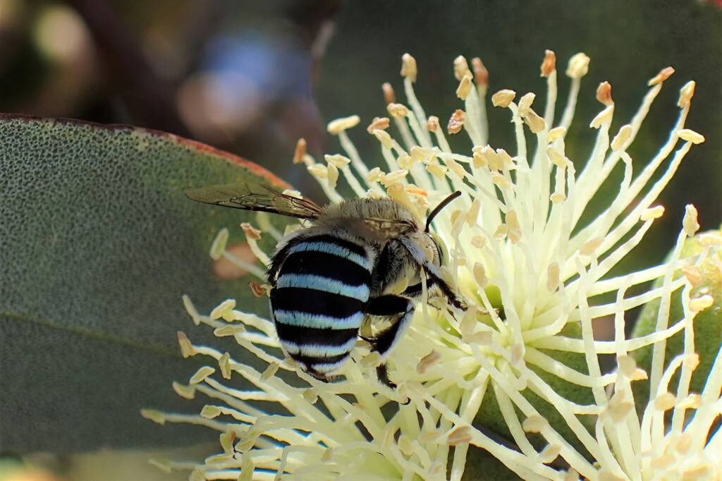 Amegilla chlorocyanea on the Eucalyptus platypus, Midwest WA © Gary Taylor