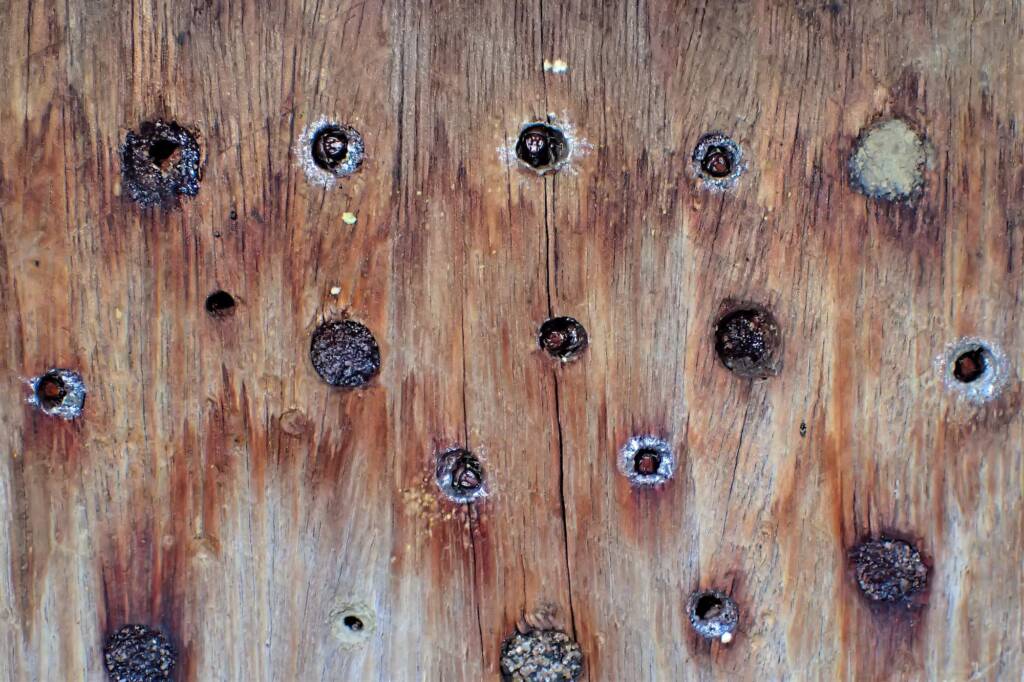 Apartment block in Beetown (Meroglossa rubricata), Geraldton WA © Gary Taylor