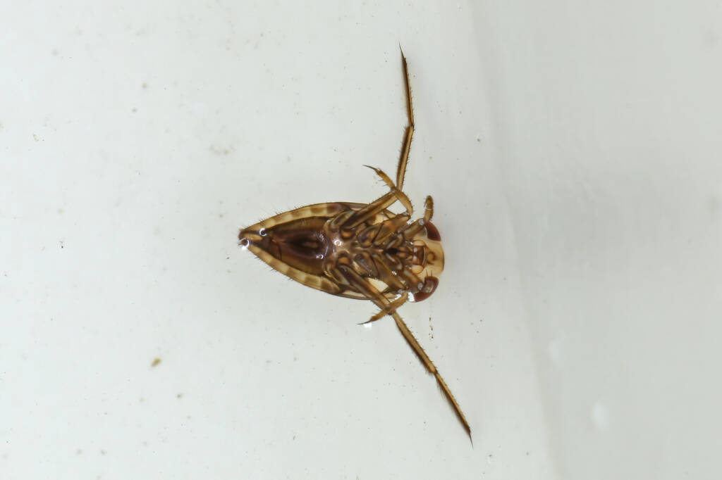 Black Swimmer Beetle (Hemiptera - true bug) - Life in the Gnammas, Girraween QLD