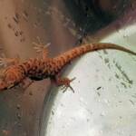 Bynoe's Gecko (Heteronotia binoei), Alice Springs NT