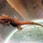 Bynoe's Gecko (Heteronotia binoei), Alice Springs NT