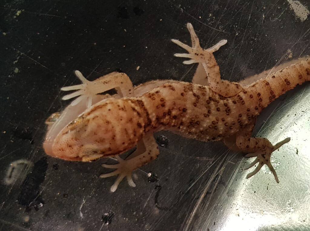 Bynoe's Gecko (Heteronotia binoei), Alice Springs NT