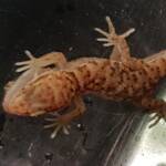 Bynoe's Gecko (Heteronotia binoei), Alice Springs NT