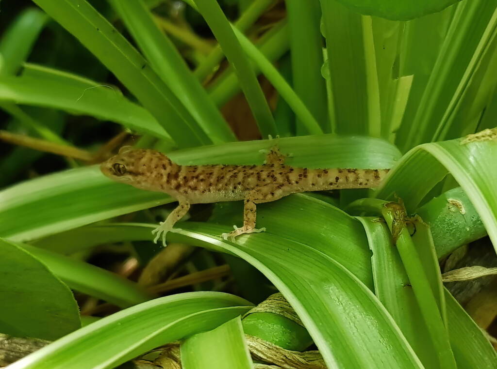 Bynoe's Gecko (Heteronotia binoei), Alice Springs NT