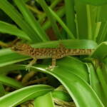 Bynoe's Gecko (Heteronotia binoei), Alice Springs NT