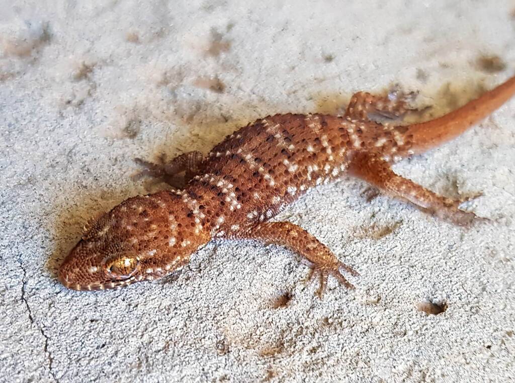 Bynoe's Gecko (Heteronotia binoei), Alice Springs NT