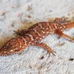 Bynoe's Gecko (Heteronotia binoei), Alice Springs NT