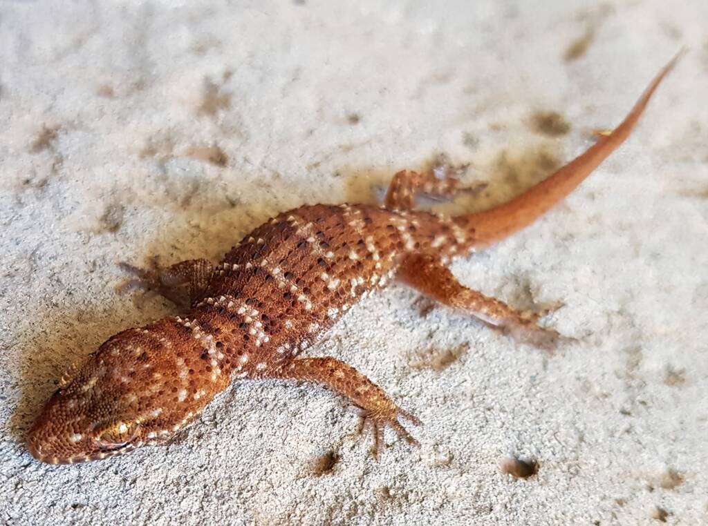 Bynoe's Gecko (Heteronotia binoei), Alice Springs NT