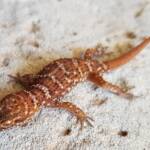 Bynoe's Gecko (Heteronotia binoei), Alice Springs NT