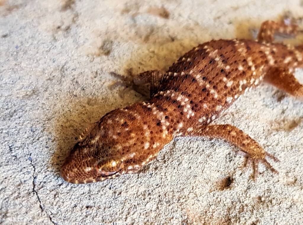 Bynoe's Gecko (Heteronotia binoei), Alice Springs NT