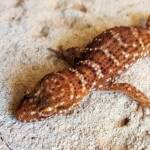 Bynoe's Gecko (Heteronotia binoei), Alice Springs NT