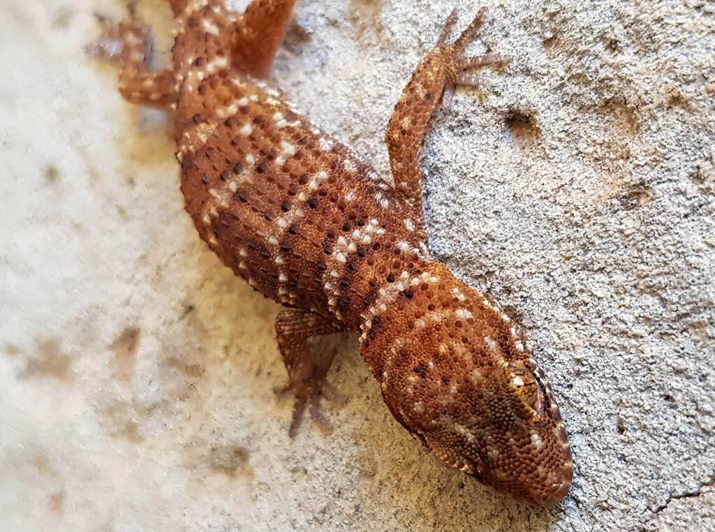 Bynoe's Gecko (Heteronotia binoei), Alice Springs NT