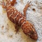 Bynoe's Gecko (Heteronotia binoei), Alice Springs NT