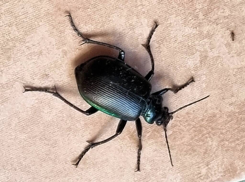 Calosoma (Australodrepa) oceanicum, Alice Springs NT © Dorothy Latimer