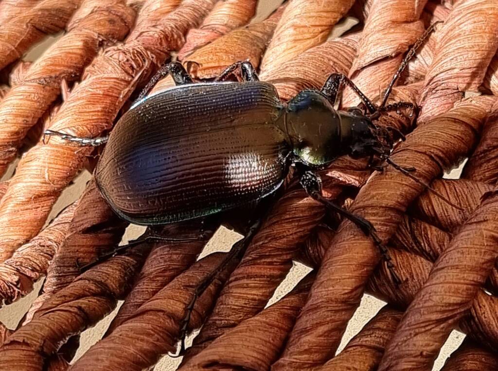Calosoma (Australodrepa) oceanicum, Alice Springs NT © Dorothy Latimer