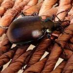 Calosoma (Australodrepa) oceanicum, Alice Springs NT © Dorothy Latimer