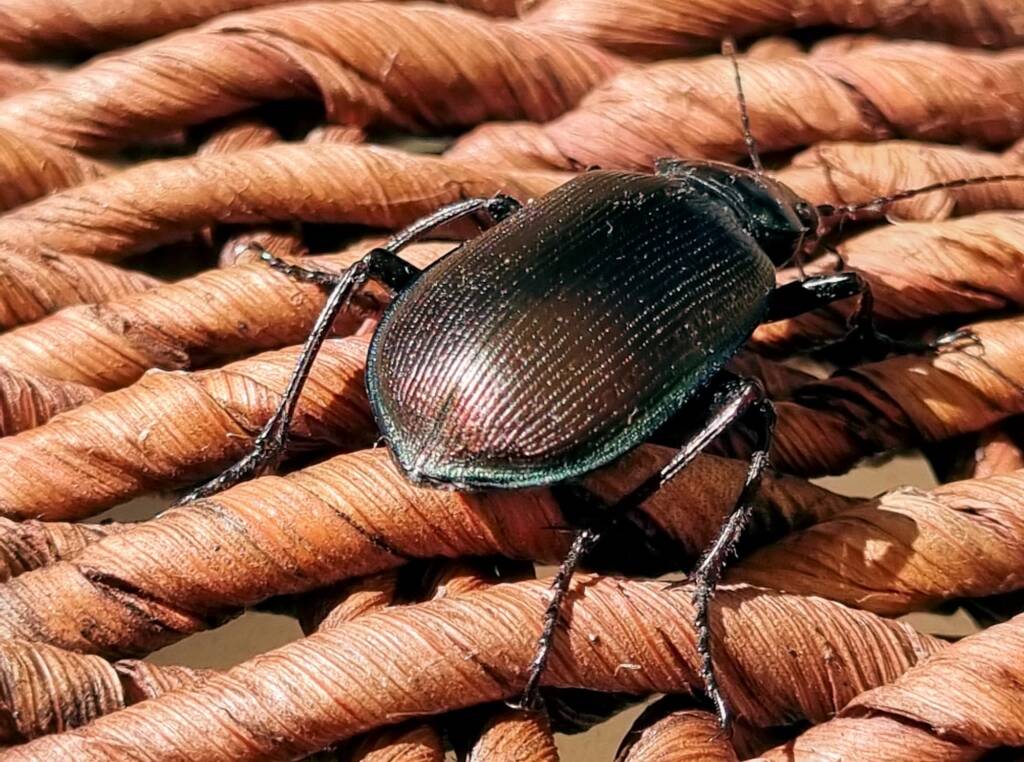 Calosoma (Australodrepa) oceanicum, Alice Springs NT © Dorothy Latimer