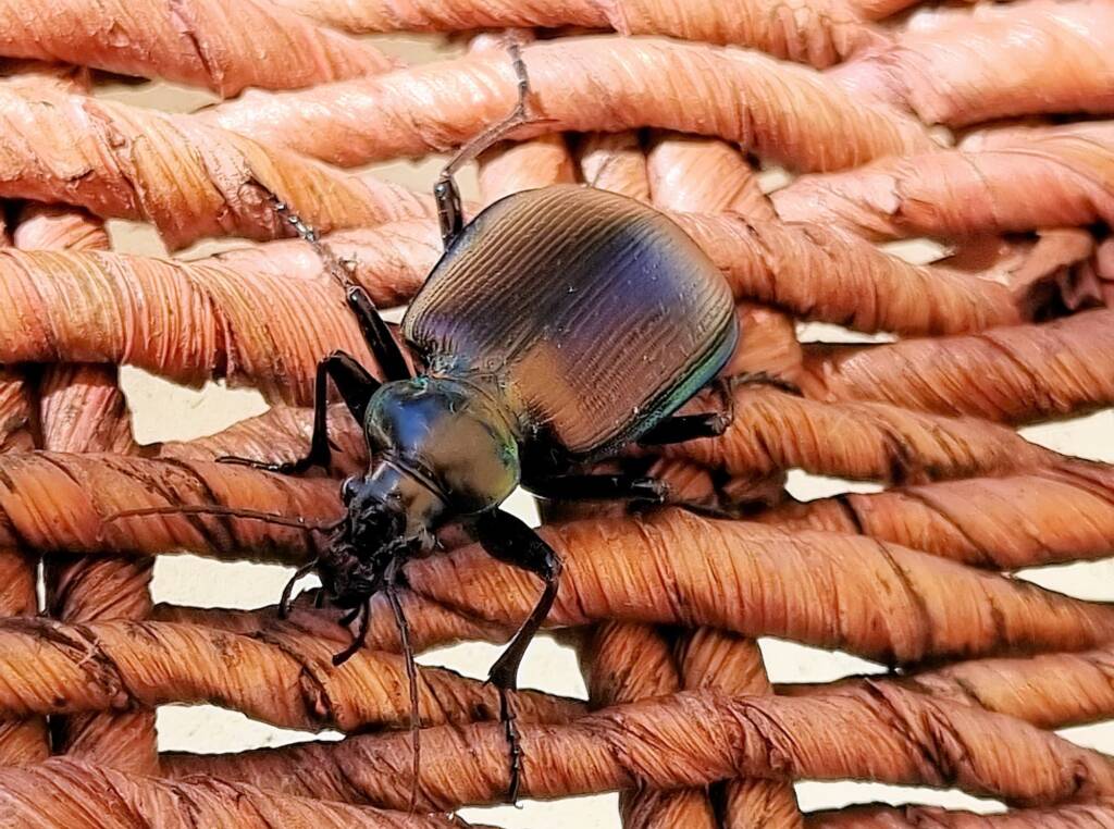 Calosoma (Australodrepa) oceanicum, Alice Springs NT © Dorothy Latimer