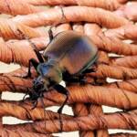 Calosoma (Australodrepa) oceanicum, Alice Springs NT © Dorothy Latimer