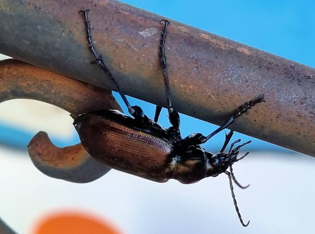Calosoma (Australodrepa) oceanicum, Alice Springs NT © Dorothy Latimer