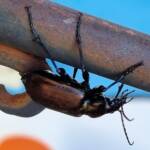 Calosoma (Australodrepa) oceanicum, Alice Springs NT © Dorothy Latimer