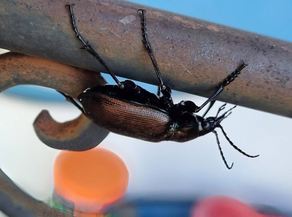 Calosoma (Australodrepa) oceanicum, Alice Springs NT © Dorothy Latimer