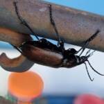 Calosoma (Australodrepa) oceanicum, Alice Springs NT © Dorothy Latimer