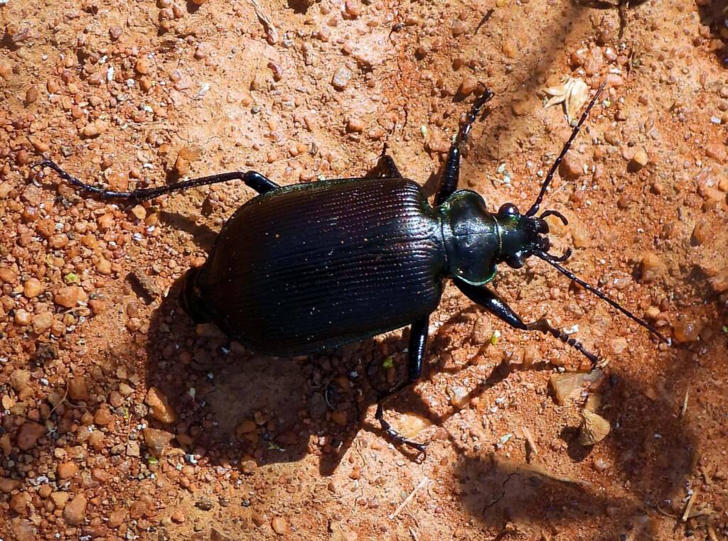 Calosoma (Australodrepa) oceanicum, Alice Springs NT © Dorothy Latimer