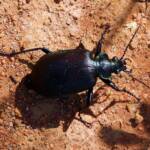 Calosoma (Australodrepa) oceanicum, Alice Springs NT © Dorothy Latimer