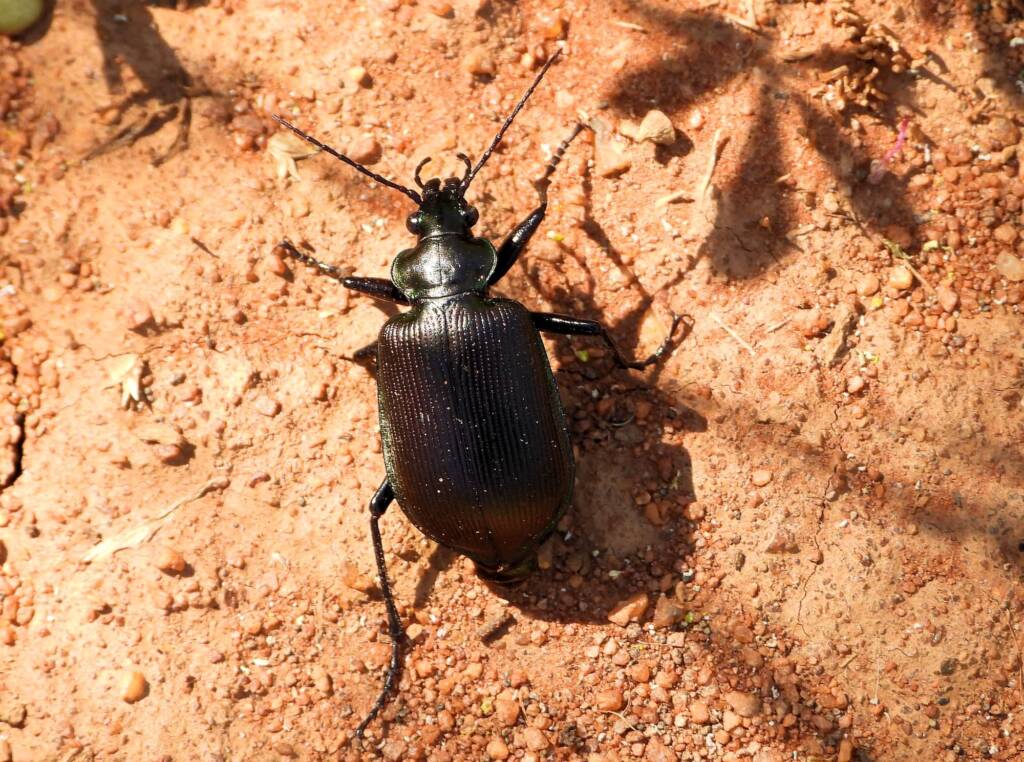 Calosoma (Australodrepa) oceanicum, Alice Springs NT © Dorothy Latimer