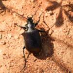 Calosoma (Australodrepa) oceanicum, Alice Springs NT © Dorothy Latimer