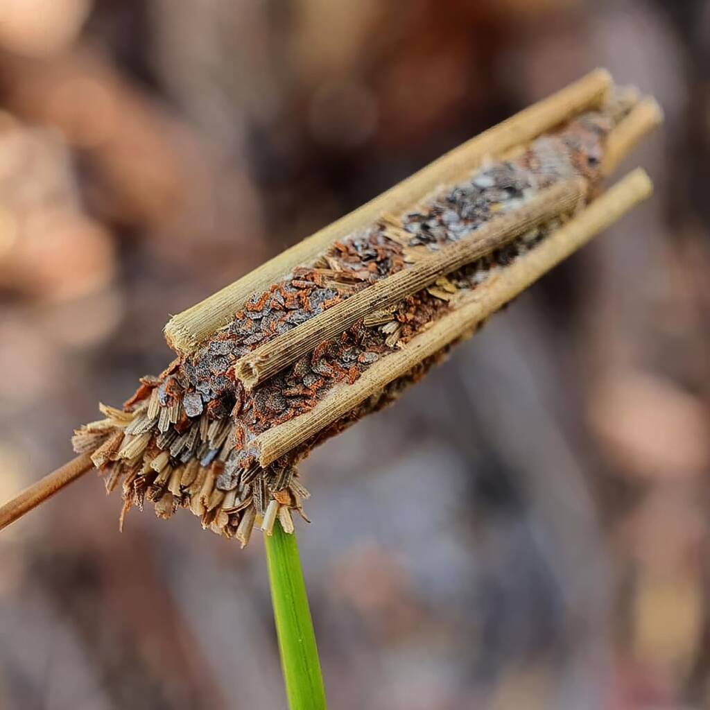 Case moth, Girraween National Park QLD © Samantha Vassella