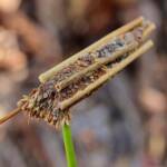 Case moth, Girraween National Park QLD © Samantha Vassella