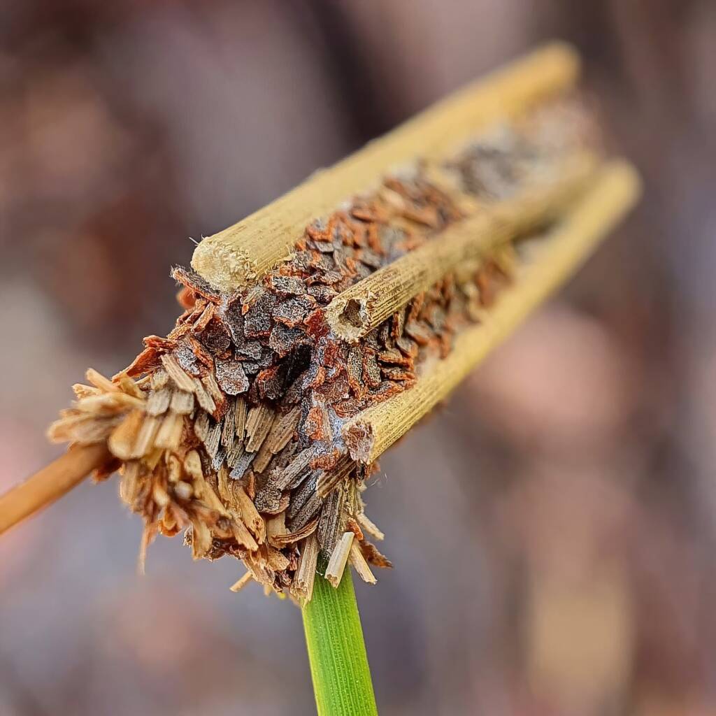 Case moth, Girraween National Park QLD © Samantha Vassella