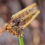 Case moth, Girraween National Park QLD © Samantha Vassella