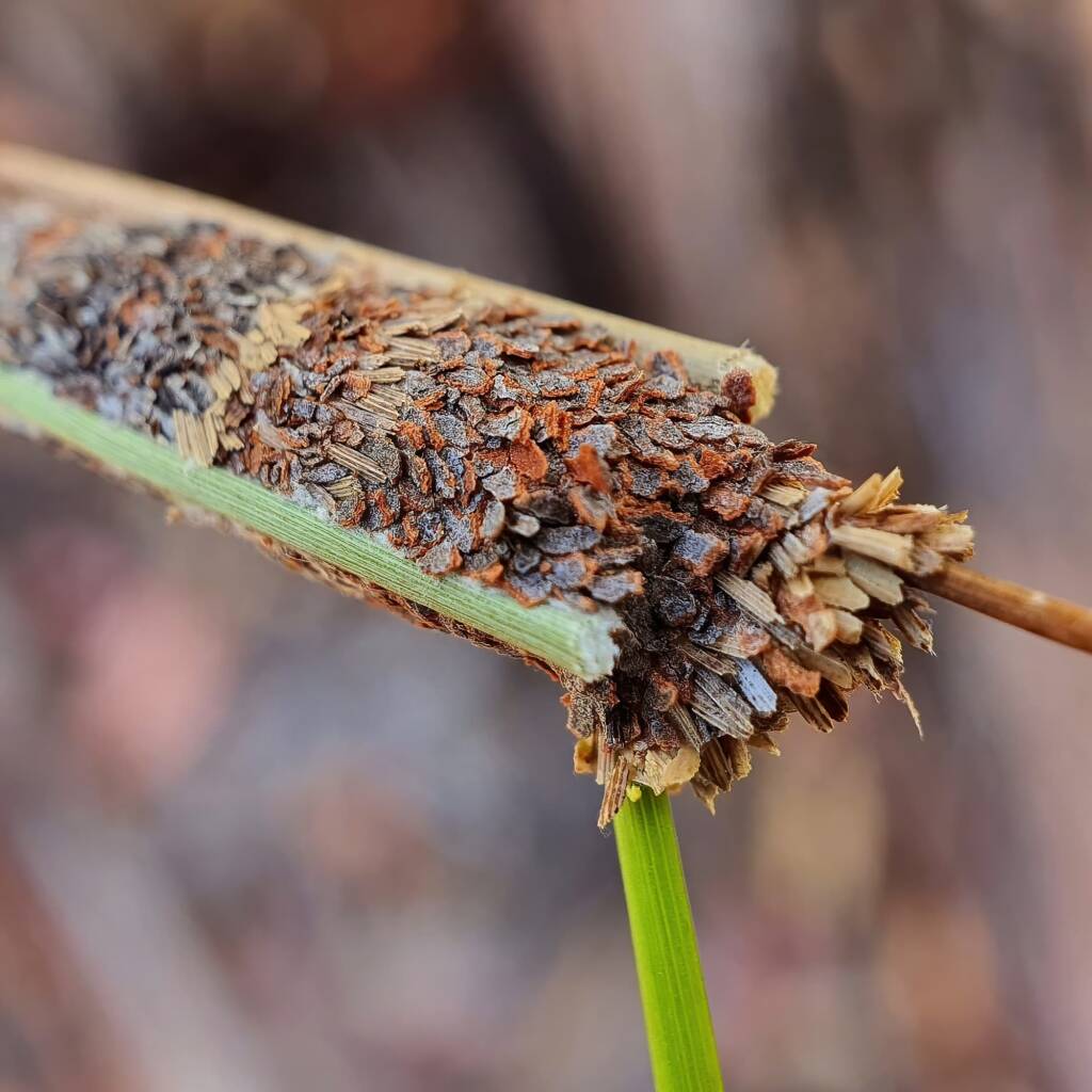Case moth, Girraween National Park QLD © Samantha Vassella