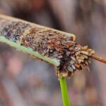 Case moth, Girraween National Park QLD © Samantha Vassella