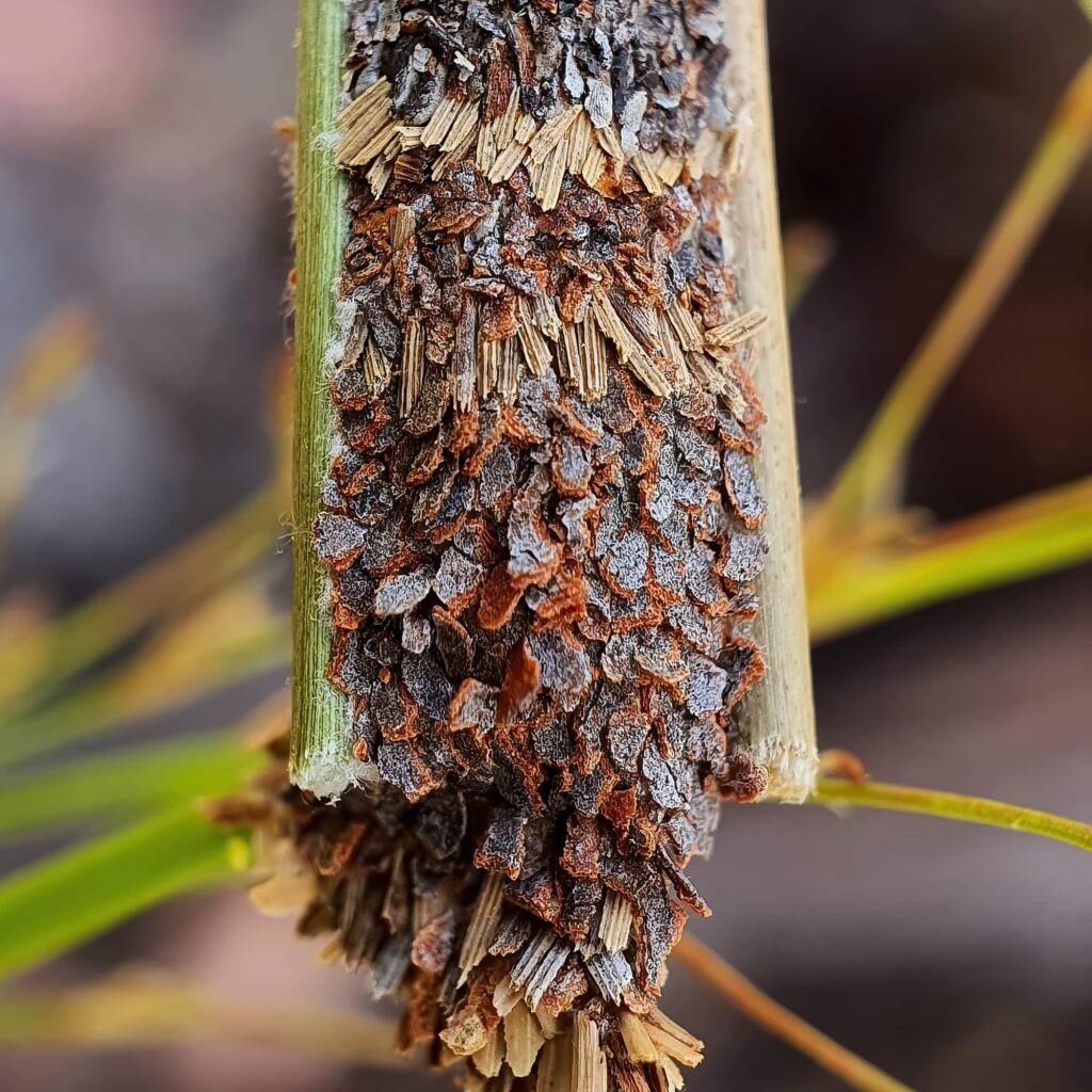 Case moth, Girraween National Park QLD © Samantha Vassella