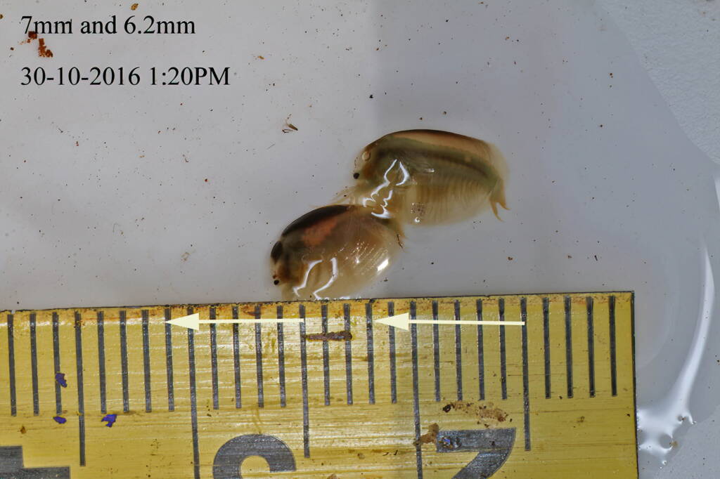 "Mate guarding eggs" Clam Shrimps (Paralimnadia urukhai), Granite Belt QLD © Marc Newman