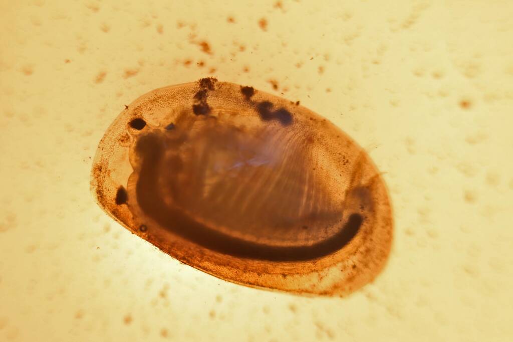 Clam Shrimp (Paralimnadia urukhai), Granite Belt QLD © Marc Newman