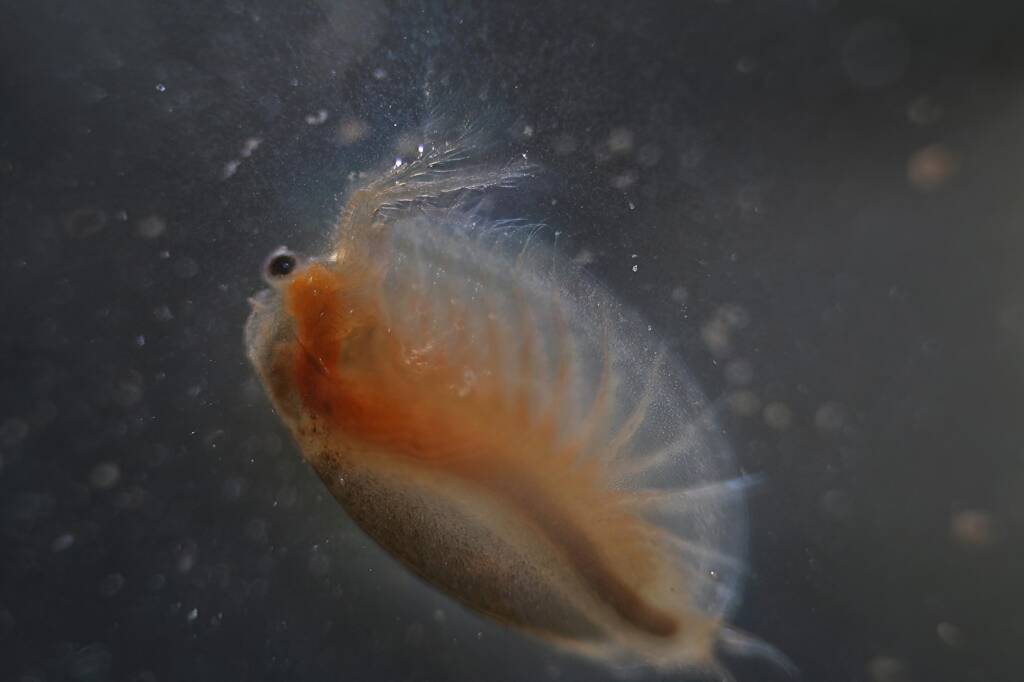 Clam Shrimp (Paralimnadia urukhai), Granite Belt QLD © Marc Newman