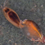 Clam Shrimps (Paralimnadia urukhai), Granite Belt QLD © Marc Newman