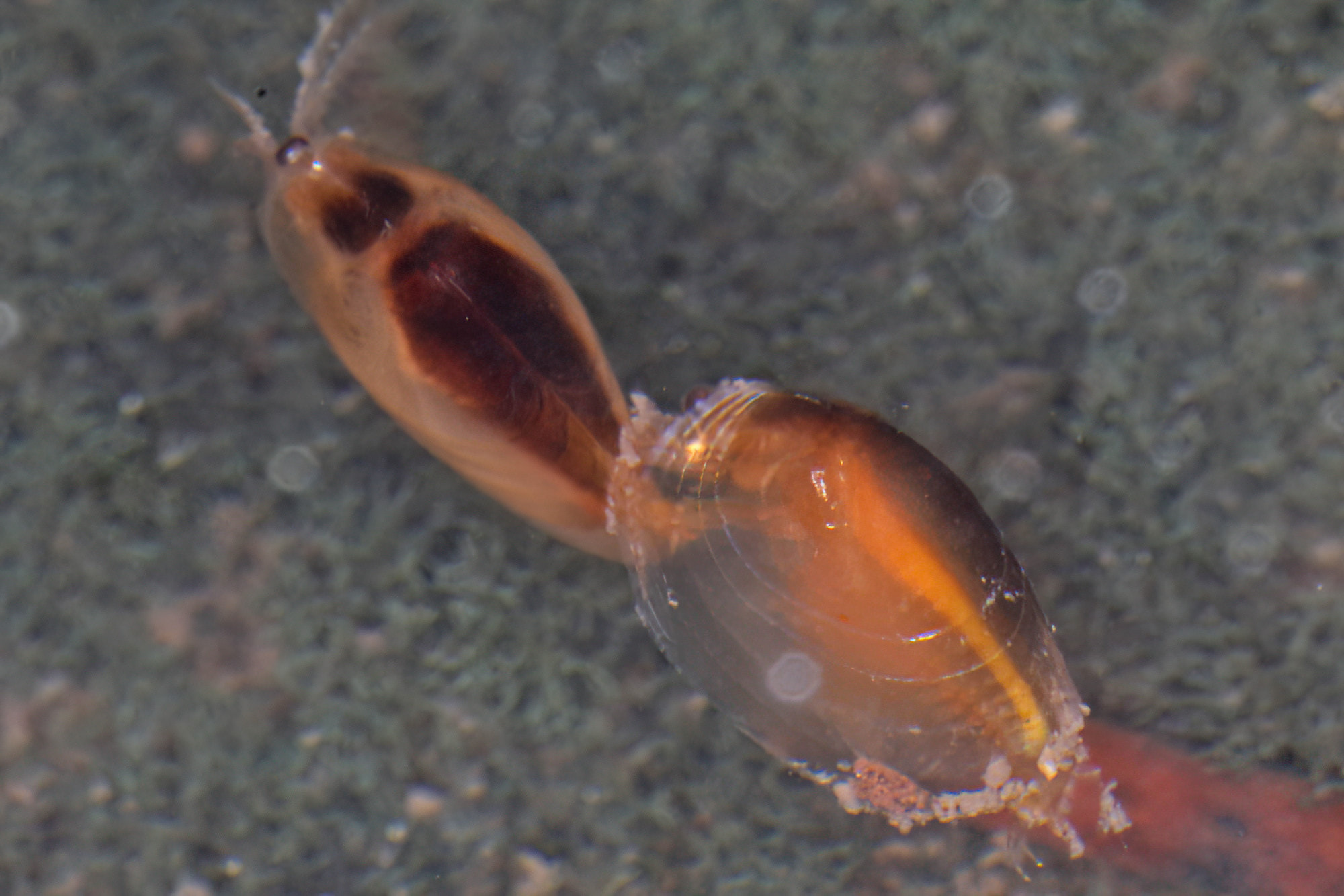 Clam Shrimps (Paralimnadia urukhai), Granite Belt QLD © Marc Newman