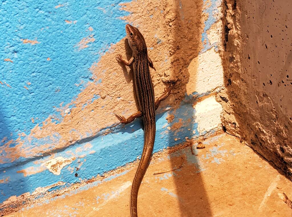 Ctenotus saxatilis, Alice Springs NT