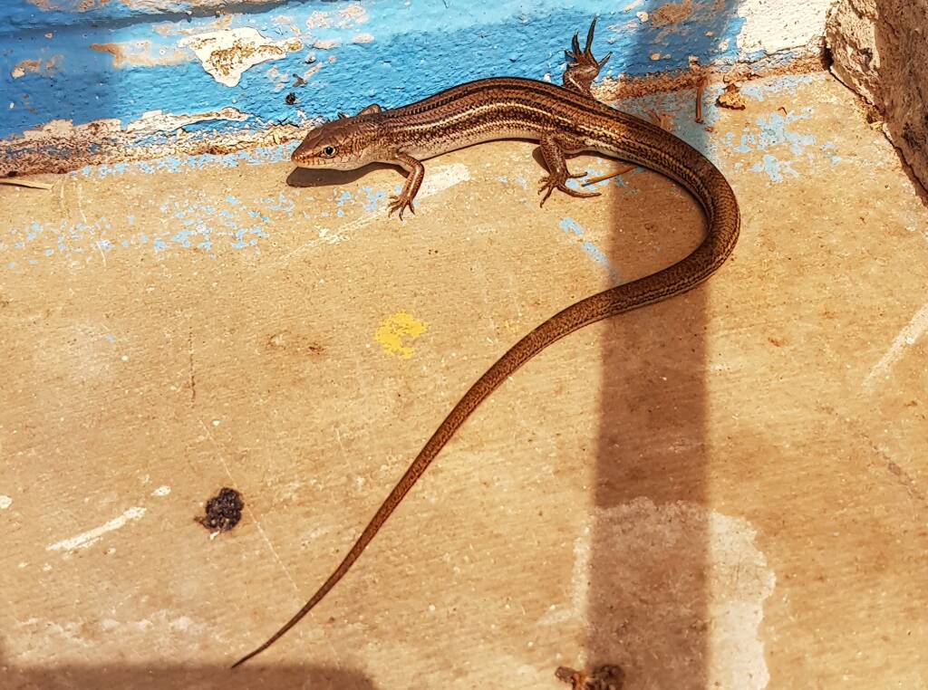 Ctenotus saxatilis, Alice Springs NT