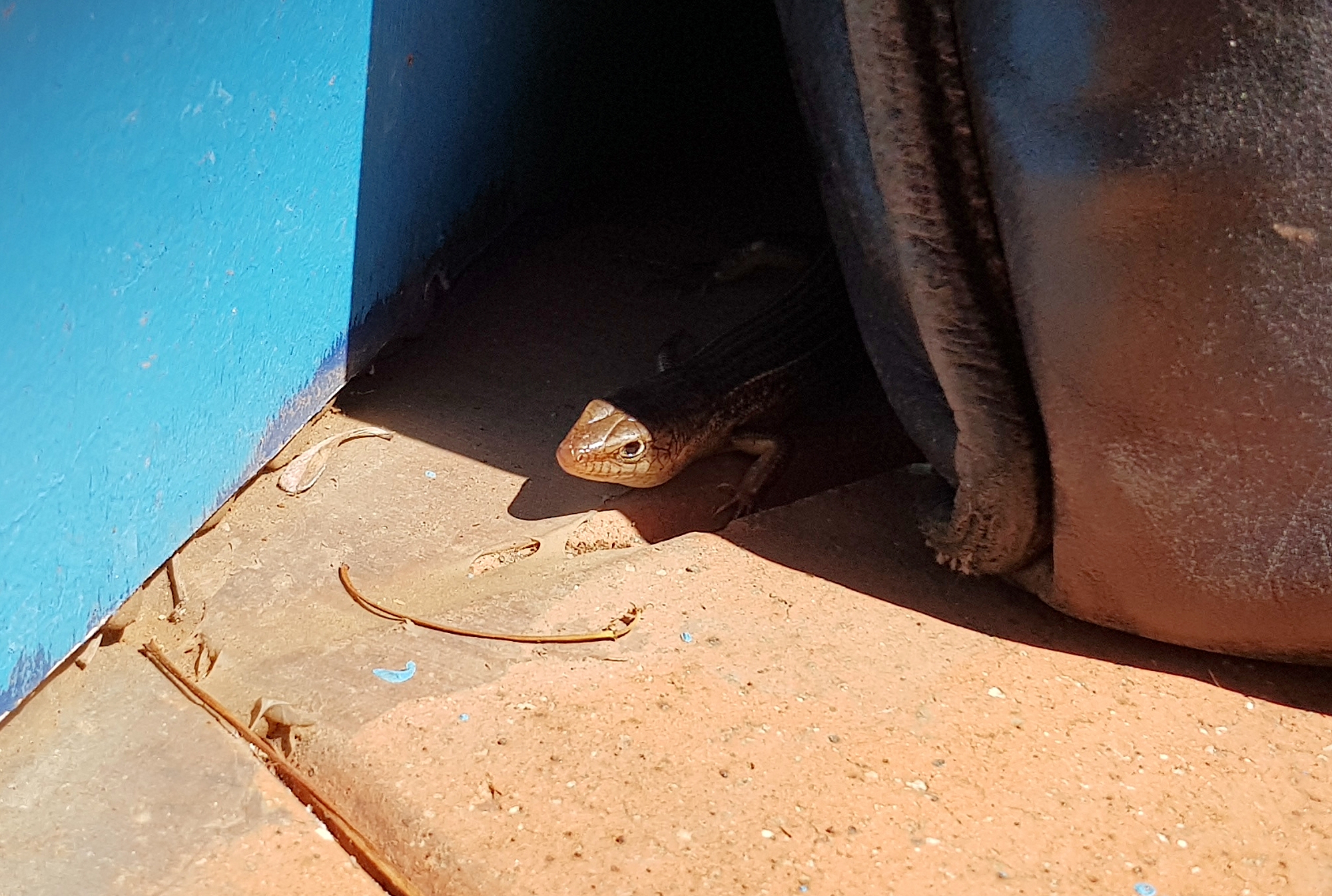 Ctenotus saxatilis, Alice Springs NT