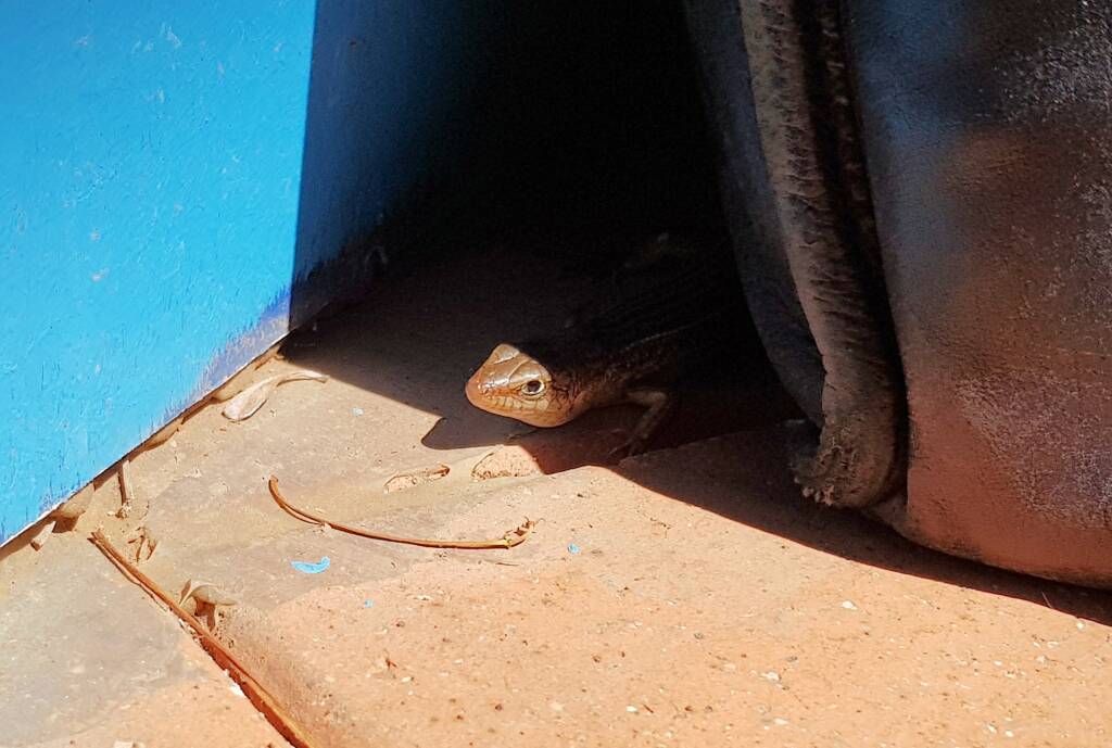 Ctenotus saxatilis, Alice Springs NT