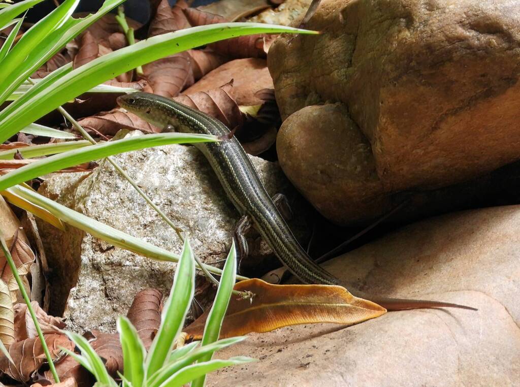 Ctenotus saxatilis, Alice Springs NT © Dorothy Latimer