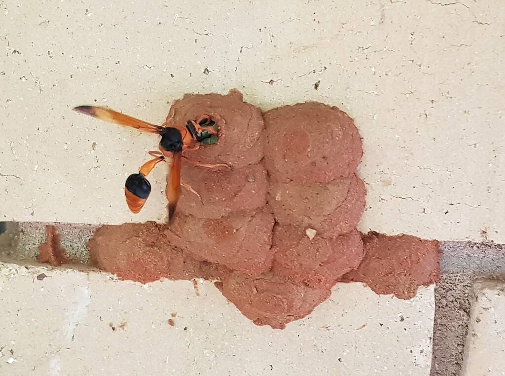 Orange-tailed Potter Wasp (Delta latreillei) filling cell with caterpillars in mud nest, Alice Springs NT